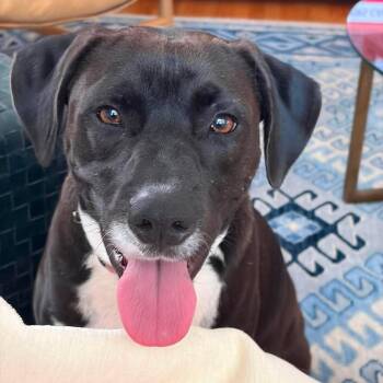 Snoops -  Terrier and Pointer Dog for Adoption in Corpus Christi, Texas - Snoops | PetCurious