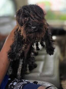 DANTON -  Terrier Dog for Adoption in San Antonio, Texas - DANTON | PetCurious