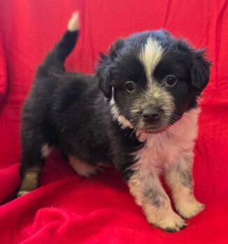Mixed Breed Dogs Available for Adoption in Murphysboro, Illinois - Molly | PetCurious