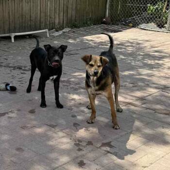 Rescue German Shepherd Dog Dogs for Adoption in Spring, Texas - Dauber | PetCurious