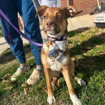 Rescue Mixed Breed Dogs for Adoption in Myerstown, Pennsylvania - Root Beer Float | PetCurious