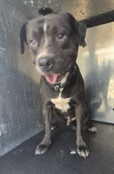 A813895 -  American Staffordshire Terrier Dog for Adoption in San Antonio, Texas - A813895 | PetCurious
