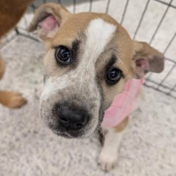 Mixed Breed Dogs Available for Adoption in Buffalo, Minnesota - Pooka | PetCurious