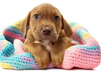 DAHLIA -  Labrador Retriever and Mixed Breed Dog for Adoption in Fort Lauderdale, Florida - DAHLIA | PetCurious