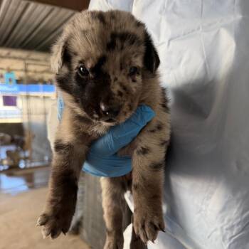 Carola -  Australian Cattle Dog Blue Heeler Dog for Adoption in Edinburg, Texas - Carola | PetCurious