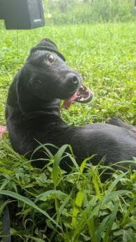 Rescue Black Labrador Retriever Dogs for Adoption in Carolina, Carolina - Goodie - The Soul Puppy Waiting For You | PetCurious