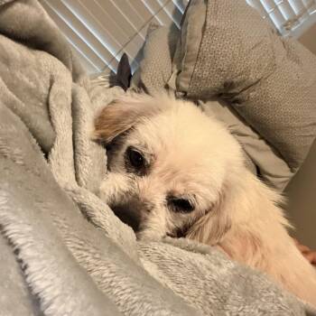 Chico James -  Terrier Dog for Adoption in Houston, Texas - Chico James | PetCurious