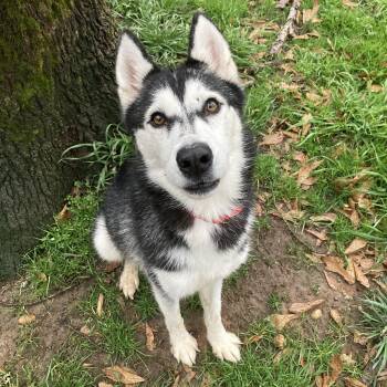 Siberian Husky Dogs Available for Adoption - Mishka | PetCurious