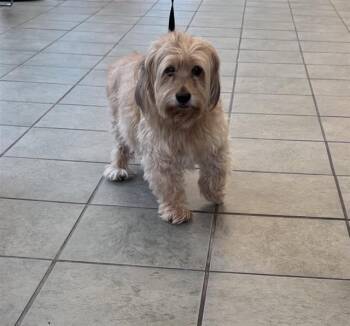 LEON -  Terrier Dog for Adoption in San Antonio, Texas - LEON | PetCurious