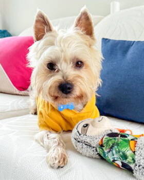 Rescue Yorkshire Terrier Dogs for Adoption in Corona, California - Toro | PetCurious