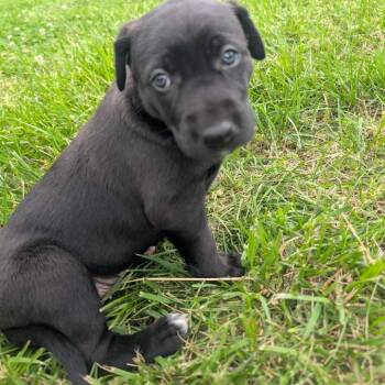 Shepherd and Labrador Retriever Dogs Available for Adoption in Lenexa, Kansas - Octavia | PetCurious