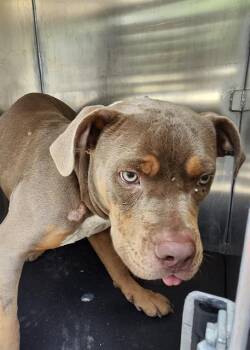 American Staffordshire Terrier Dogs Available for Adoption in San Antonio, Texas - JELLY | PetCurious