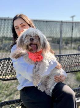 Elvira -  Mixed Breed Dog for Adoption in Mckinney, Texas - Elvira | PetCurious