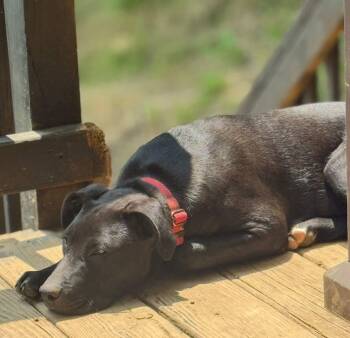 Rescue Black Labrador Retriever and Mixed Breed Dogs for Adoption in Houston, Texas - Murphy | PetCurious