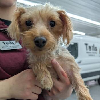 Yorkshire Terrier Dogs Available for Adoption in Dekalb, Illinois - Boston | PetCurious