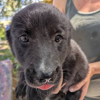 Rescue Mixed Breed and Border Collie Dogs for Adoption in Williston, Florida - Raven | PetCurious