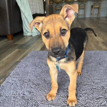 Terrier Dogs Available for Adoption - Currant | PetCurious