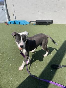 Pit Bull Terrier and Mixed Breed Dogs Available for Adoption in Boston, Massachusetts - ROSCOE | PetCurious