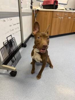 TRUFFLE -  Pit Bull Terrier and Australian Cattle Dog Blue Heeler Dog for Adoption in San Jose, California - TRUFFLE | PetCurious
