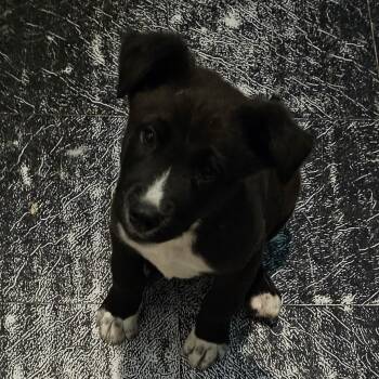 Retriever Dogs Available for Adoption - FWT Coco | PetCurious