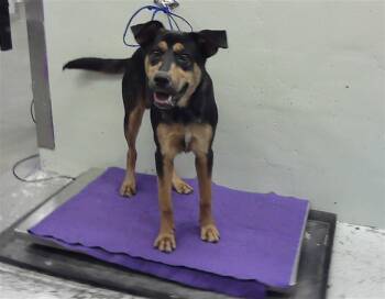 Rottweiler and Mixed Breed Dogs Available for Adoption in Houston, Texas - MARTY | PetCurious