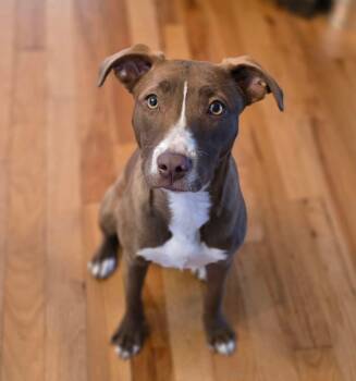 Terrier Dogs Available for Adoption - Chai | PetCurious