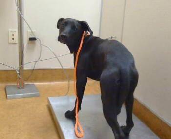 A920540 -  Labrador Retriever Dog Available for Adoption in Sacramento, California - A920540 | PetCurious