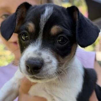 Earth -  Mixed Breed Dog for Adoption in Pleasanton, California - Earth | PetCurious