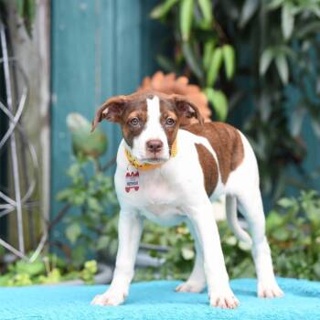Meringue -  Hound Dog for Adoption in Wake Forest, North Carolina - Meringue | PetCurious