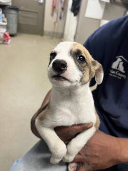 Ann -  Terrier Dog for Adoption in Hopkinsville, Kentucky - Ann | PetCurious