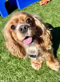 DAILY -  Cocker Spaniel Dog for Adoption in San Francisco, California - DAILY | PetCurious