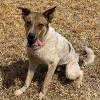 Tate -  Shepherd and Cattle Dog Dog for Adoption in Stillwater, Oklahoma - Tate | PetCurious