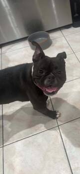 Rescue Boston Terrier and French Bulldog Dogs for Adoption in Union Beach, New Jersey - Willow | PetCurious