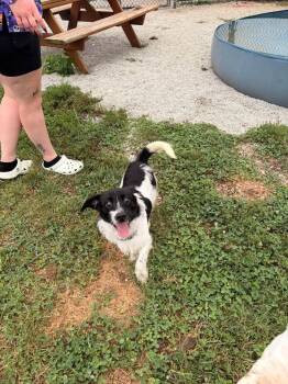 Moose -  Mixed Breed Dog for Adoption in Greensburg, Indiana - Moose | PetCurious