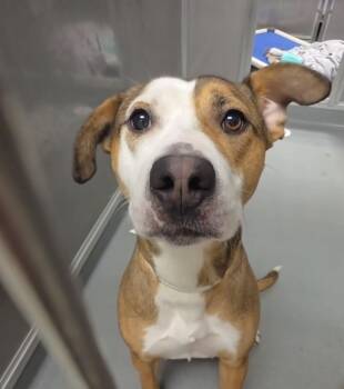 Staffordshire Bull Terrier Dogs Available for Adoption in Frazier Park, California - Nora | PetCurious
