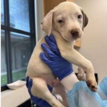 June -  Terrier Dog for Adoption in Clearwater, Florida - June | PetCurious