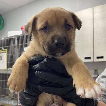 Chuy -  Mixed Breed Dog for Adoption in Abilene, Texas - Chuy | PetCurious