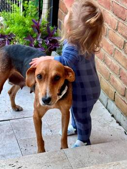 Ilia -  Beagle Dog for Adoption in Germantown, Ohio - Ilia | PetCurious