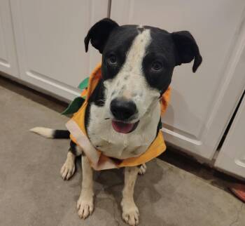 Rescue Terrier and Australian Cattle Dog Blue Heeler Dogs for Adoption in Marble Falls, Texas - Rico | PetCurious