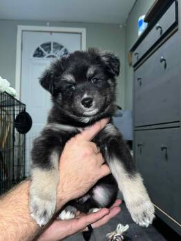 Rescue Mixed Breed Dogs for Adoption in Sioux Falls, South Dakota - Ocean | PetCurious