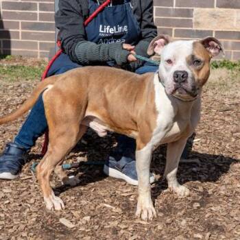 Mixed Breed Dogs Available for Adoption - Fossil | PetCurious