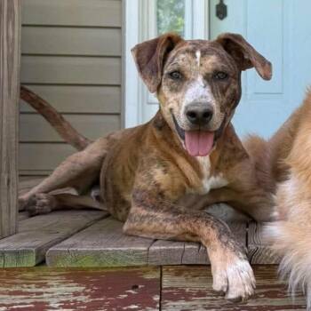 Catahoula Leopard Dog and Labrador Retriever Dogs Available for Adoption in Rochester, New York - Pluto | PetCurious