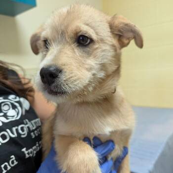 Trilobite -  Terrier and Husky Dog for Adoption in Lynchburg, Virginia - Trilobite | PetCurious