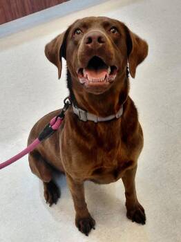 Roomie -  Labrador Retriever Dog for Adoption in Germantown, Tennessee - Roomie | PetCurious