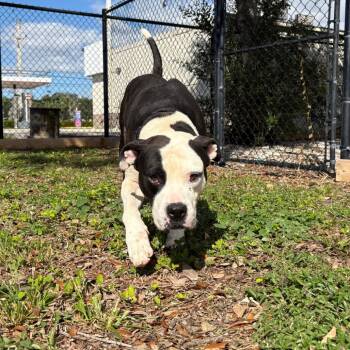 Rescue Mixed Breed Dogs for Adoption in West Palm Beach, Florida - Weeknd | PetCurious