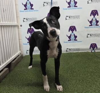 Labrador Retriever and Pit Bull Terrier Dogs Available for Adoption in Orlando, Florida - DIAMOND | PetCurious