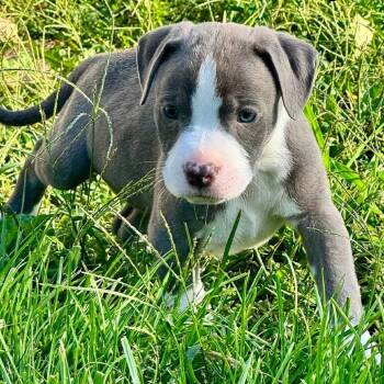 Mechanical Bull Billy -  Pit Bull Terrier and Mixed Breed Dog for Adoption in Olathe, Kansas - Mechanical Bull Billy | PetCurious