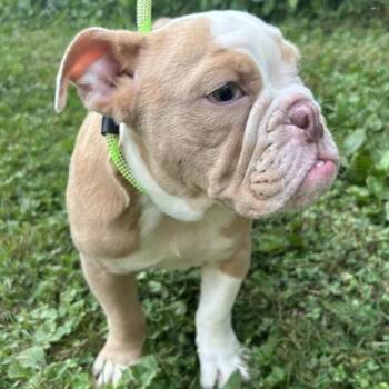 Butterball -  English Bulldog Dog for Adoption in Cincinnati, Ohio - Butterball | PetCurious