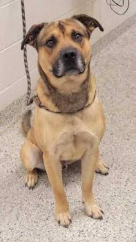 McGruff -  Mixed Breed Dog for Adoption in Kansas City, Missouri - McGruff | PetCurious