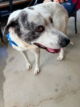 Great Pyrenees and Mixed Breed Dogs Available for Adoption in Sharpsburg, Georgia - Bo | PetCurious